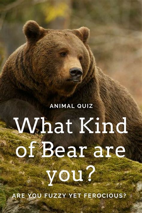 What Type Of Bear Are You Bear Animals Animal Quiz