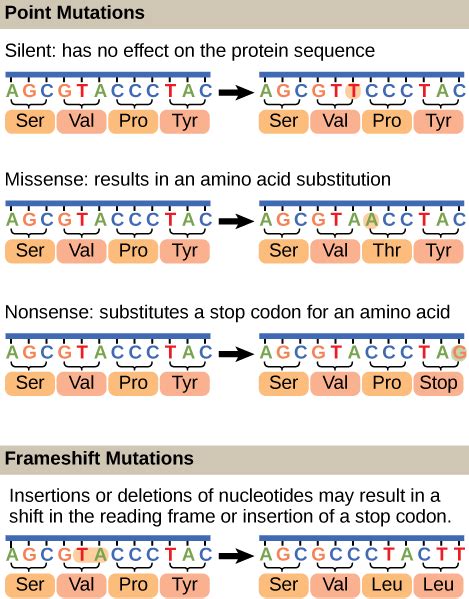 Major Types Of Mutations Biology For Non Majors I