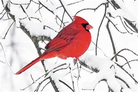 Male Cardinal On A Snow Branch Photograph By Stan Lewis