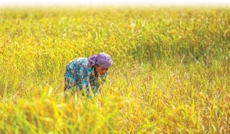 Cambodias Rice Exports Up 17 Percent In 10 Months The Cambodia Daily