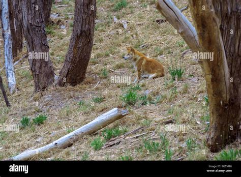 Australian Dingo Await Feeding Time At Cleland Wildlife Park Adelaide