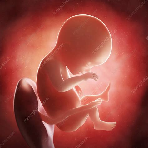 Foetus At 19 Weeks Artwork Stock Image F0054964 Science Photo