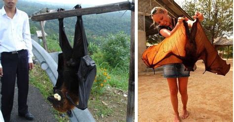 12 Insane Facts About Flying Foxes The Worlds Largest Bats