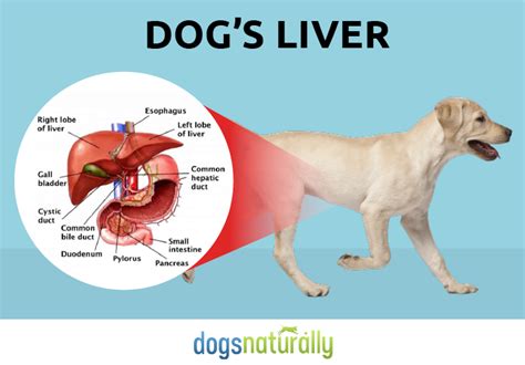 A Dogs Liver Is Shown Next To The Diagram
