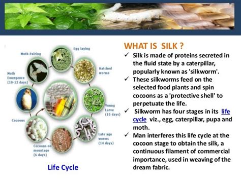 Sericulture And Types Of Silks 1