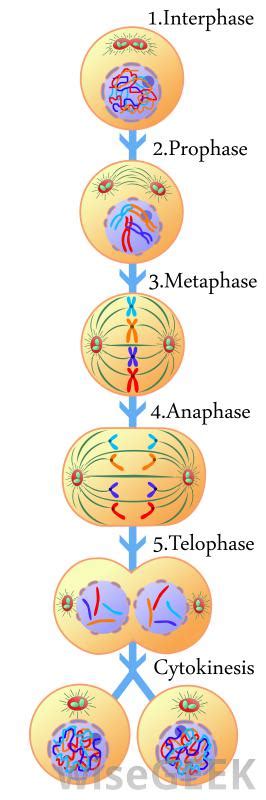 Different Parts Of Mitosis The Cell Cycle