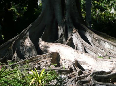 Tree Roots Beautiful Trees A Lifelong Love Affair For