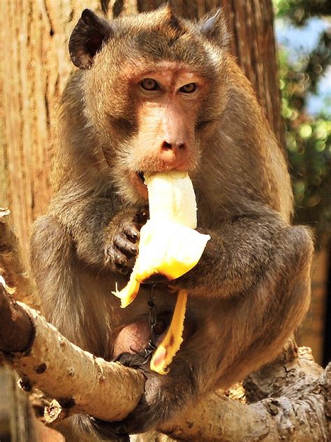 Monkey Eating A Banana Monkey And Banana Banana Funny Eating Bananas