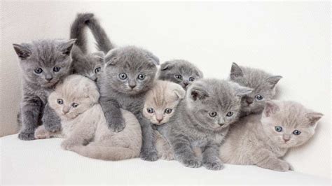 British Shorthair Price Personality Lifespan