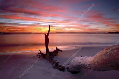 Beach Driftwood At Sunset Stock Image C0084956 Science Photo Library