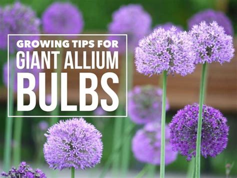 Grow Giant Allium Bulbs