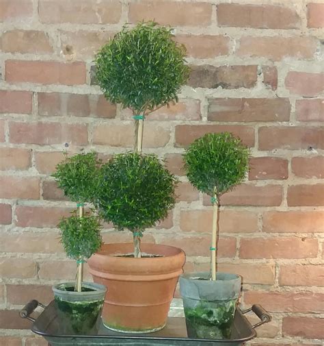 Single Ball Myrtle Topiary Etsy Live Topiary Topiary Clay Pots