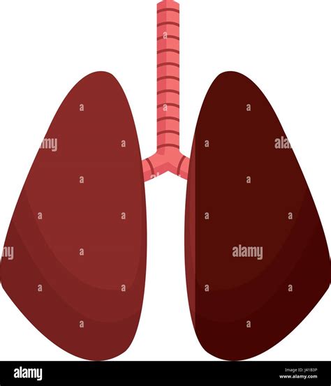Lorgane Humain Anatomie Du Poumon Sain Image Vectorielle Stock Alamy