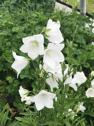 Bellflower Campanula Persicifolia Takion White From Growing Colors