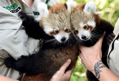 Red Panda Cubs Make Their First Debut Picture Cutest Baby Animals