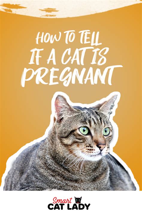 How To Tell If A Cat Is Pregnant Cats Pet Care Dogs Pregnant Cat