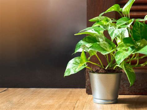 10 Indoor Plants With Low Light Requirements