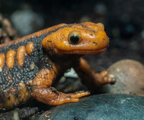 Emperor Newt This Newt Was Ill Equipped To Govern And Is Secretly