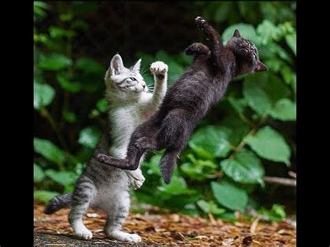 Check spelling or type a new query. Cat Fight Cats Fighting SOUND EFFECT - YouTube