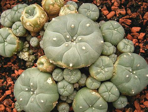 What is san pedro cactus? Mescaline - Ontario Drug Rehabs