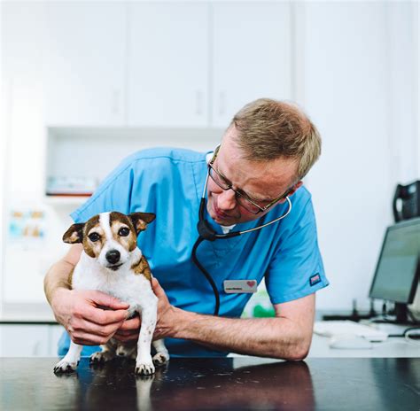 Small Animal Vet Apply Now Pride And Scarsdale Vets Recruitment