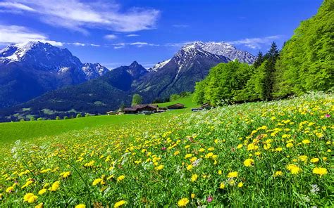 Hd Wallpaper Mountain Meadow Landscape With Beautiful Mountain Flowers
