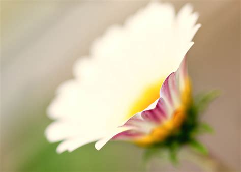 Wallpaper Id White Daisy Photo Floral Plant Flower