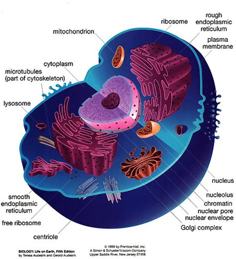 They include the cell wall, large central vacuole, and plastids (including chloroplasts). Prokaryotic vs Eukaryotic Cells | CourseNotes