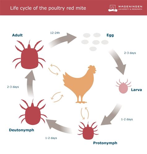 Poultry Red Mites Marc Bracke