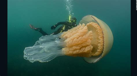 Spotted A Giant Jellyfish The Size Of A Human Cnn Video