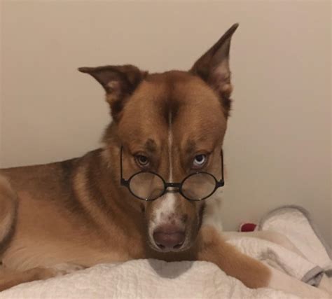 Psbattle Dog Wearing Glasses Photoshopbattles