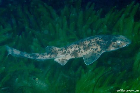 Cephaloscyllium Laticeps Draughtboard Shark Reef Life Survey
