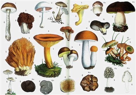 Fileedible Mushrooms Ottos Encyclopedia Wikimedia