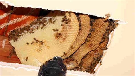 Woman Finds 50000 Bees Living In Her Ceiling · The Daily Edge