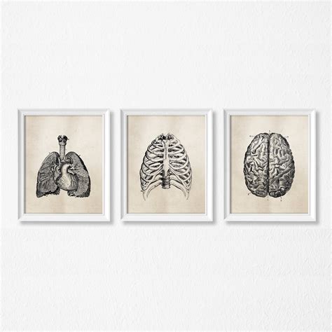 Human Anatomy Wall Art Set Of Three Printable Art Etsy