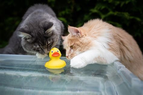 Cats are also extremely sensitive to odours, which is why some don't like swimming outdoors. Why Do Cats Put Toys In Water?