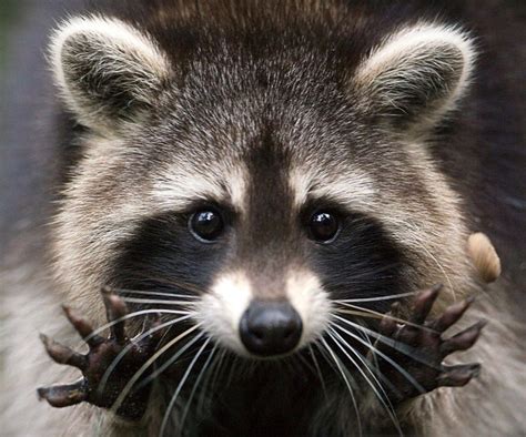 Upside Down Raccoon Rescued From Army Tank See It Here