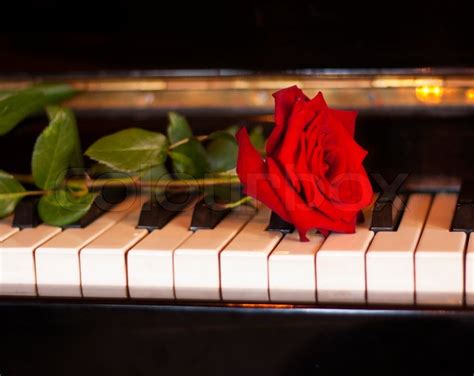 Red Rose Flower On Piano Keyboard Photo Stock Image Colourbox