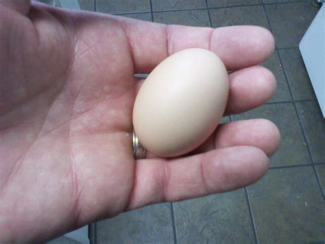 First Barred Rock Egg BackYard Chickens Learn How To Raise Chickens