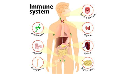 10 Easy Ways To Boost Your Immune System Ezfit