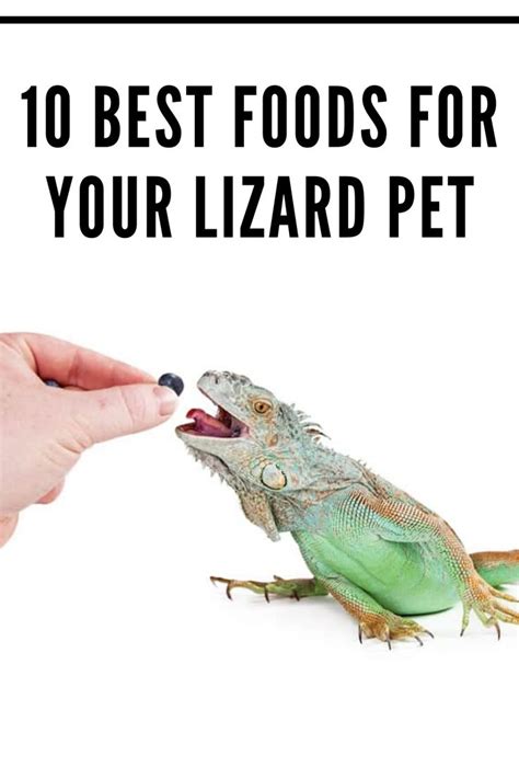 10 Best Foods For Your Lizard Pet Lizard Food Reptile Food Lizard