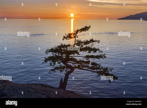 Isolated Juniper Tree Distant Pacific Ocean Horizon Sunset Landscape
