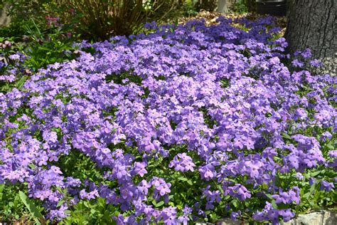 Purple Perennial Flower Images Phlox Plant Creeping Phlox Plants