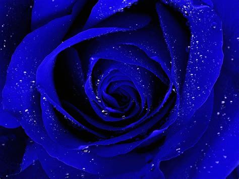 Blue Flowers Background Hd