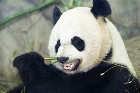 Baby Panda Dies At The National Zoo Here And Now