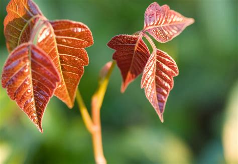 What Poison Ivy Look Like