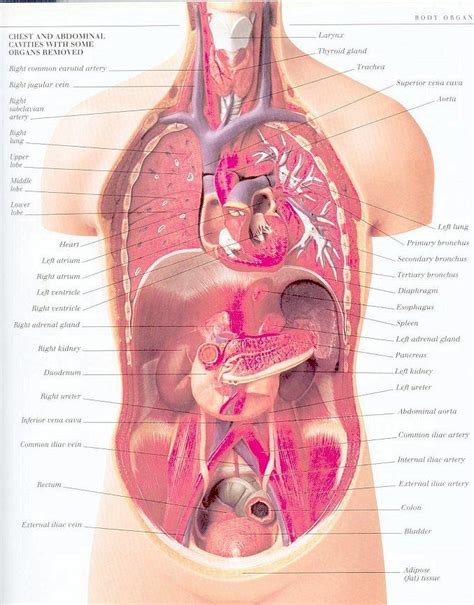 Biomedical illustration showing the internal organs of a female in. 17 Best images about Anatomy of Organs in Body on ...