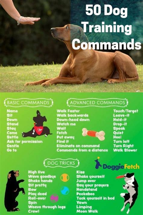 Lovely Dog 50 Dog Training Commands