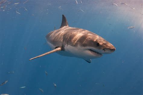 New Striped Shark Mitigation Suit Prevents Shark Attacks The Atlantic