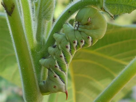 Tobacco Hornworm Caterpillar By Trihearts On Deviantart